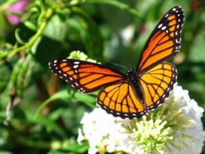 Mariposa Monarca con Gaia Travel Network